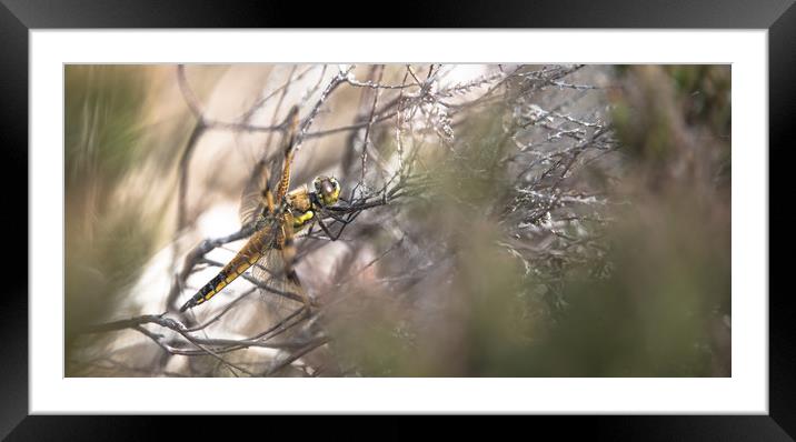 Dragonfly Under Cover Framed Mounted Print by John Malley