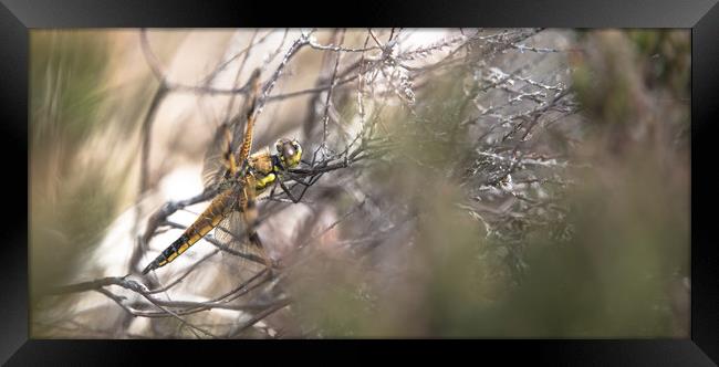 Dragonfly Under Cover Framed Print by John Malley