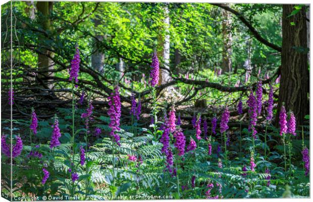 Forest Foxgloves Canvas Print by David Tinsley