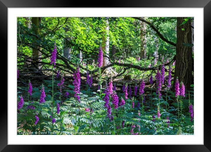 Forest Foxgloves Framed Mounted Print by David Tinsley