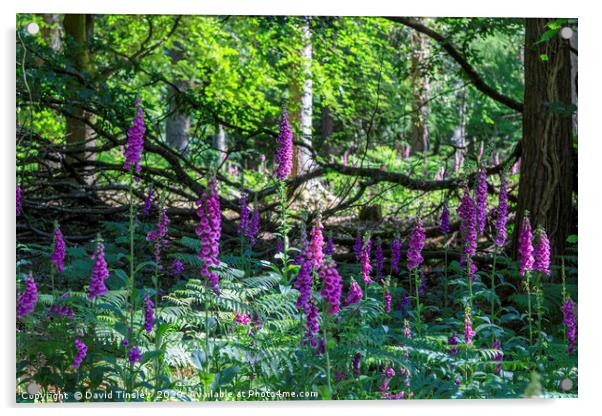 Forest Foxgloves Acrylic by David Tinsley