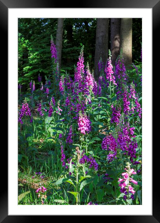 Forest Foxgloves Framed Mounted Print by David Tinsley