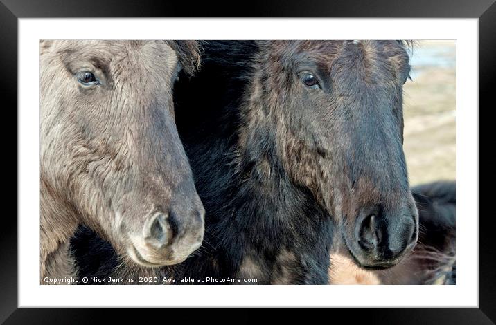 Two Icelandic Horses with their Heads in Close  Framed Mounted Print by Nick Jenkins
