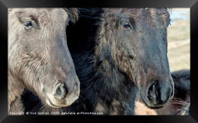 Two Icelandic Horses with their Heads in Close  Framed Print by Nick Jenkins