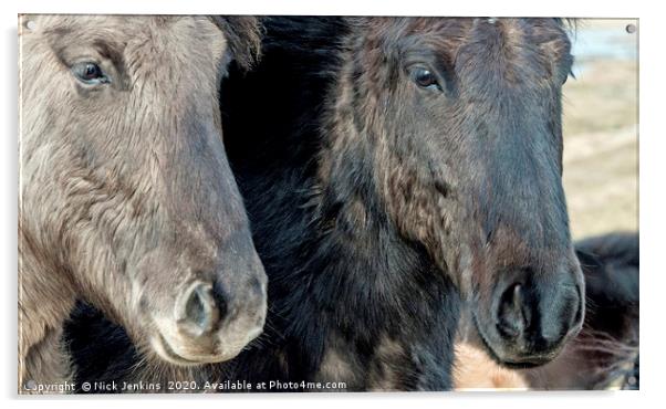 Two Icelandic Horses with their Heads in Close  Acrylic by Nick Jenkins