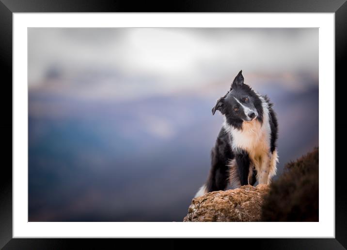 The Cute Sheepdog Framed Mounted Print by John Malley