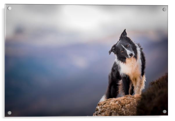 The Cute Sheepdog Acrylic by John Malley