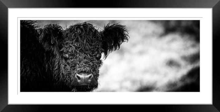 Curly is the Current Fashion Framed Mounted Print by John Malley