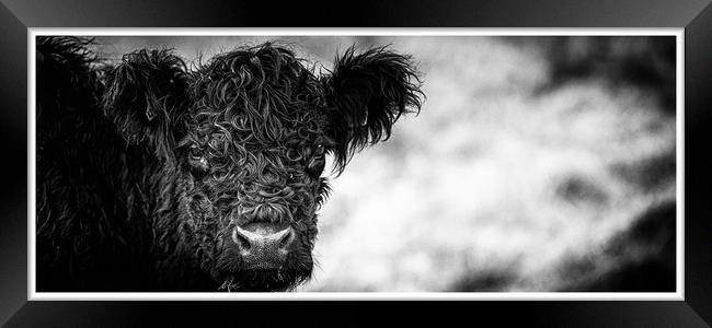 Curly is the Current Fashion Framed Print by John Malley