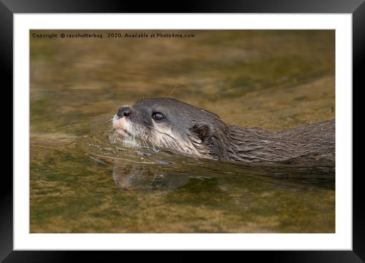 Swimming Otter Framed Mounted Print by rawshutterbug 