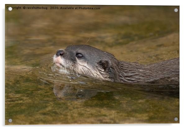 Swimming Otter Acrylic by rawshutterbug 