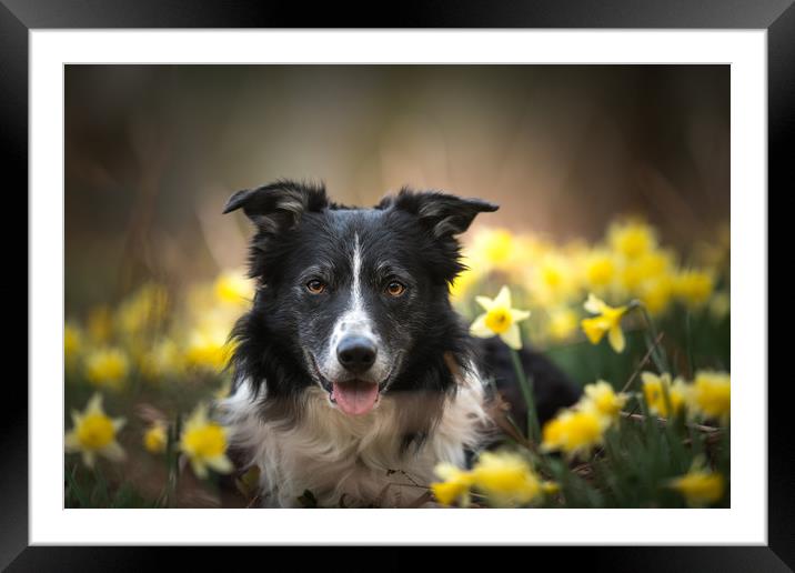 A Host of Golden Daffodils Framed Mounted Print by John Malley