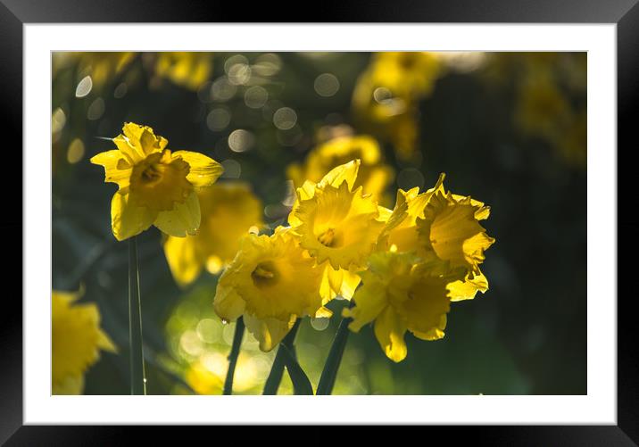 Hosts of Golden Daffodils Framed Mounted Print by John Malley