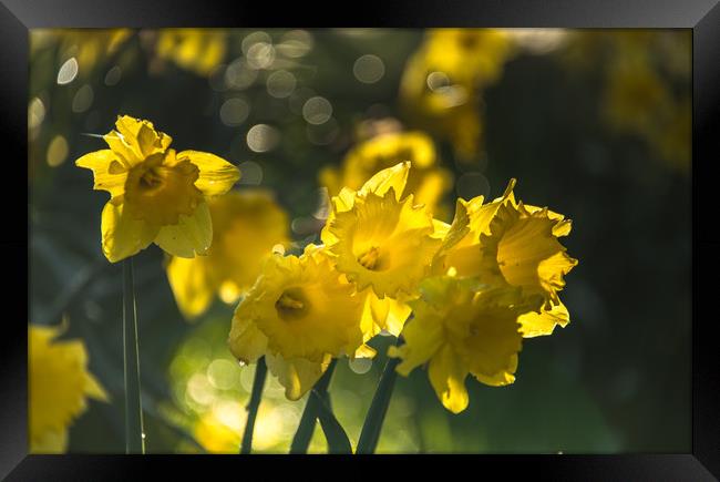 Hosts of Golden Daffodils Framed Print by John Malley