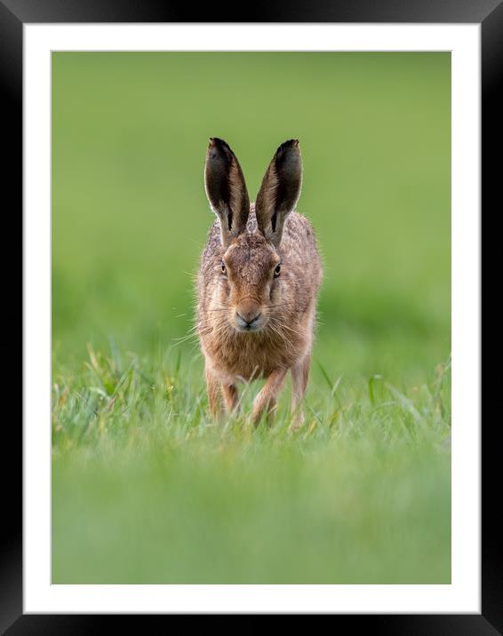 Head on Hare Framed Mounted Print by Iain Leadley