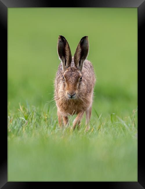 Head on Hare Framed Print by Iain Leadley