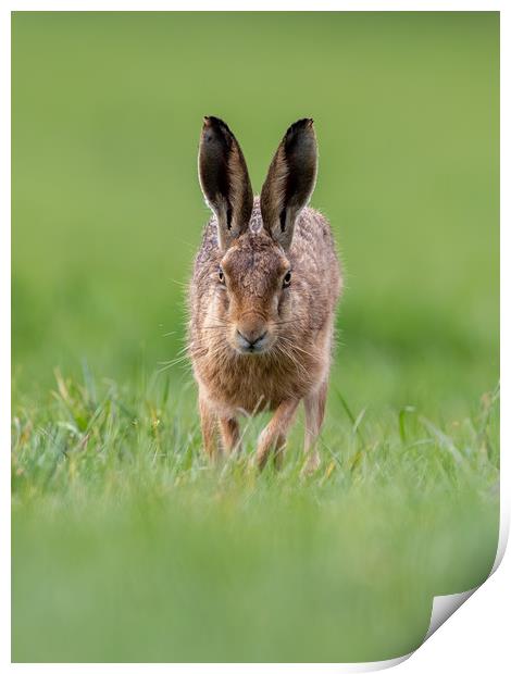 Head on Hare Print by Iain Leadley
