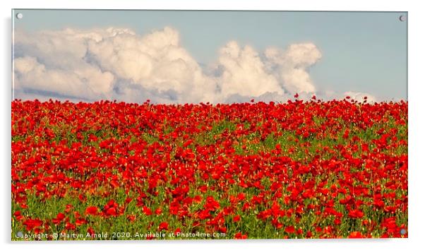 Poppy Panorama Acrylic by Martyn Arnold