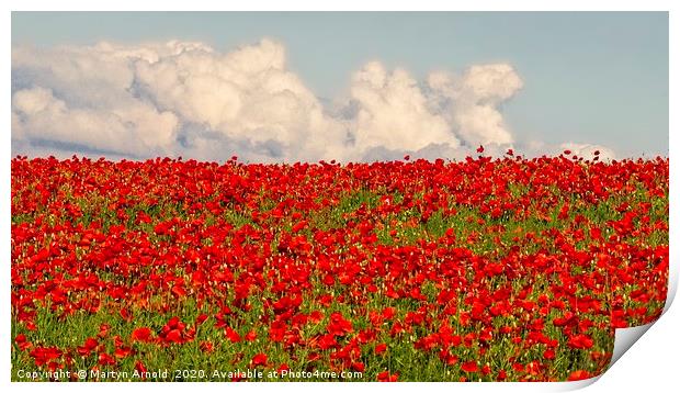 Poppy Panorama Print by Martyn Arnold