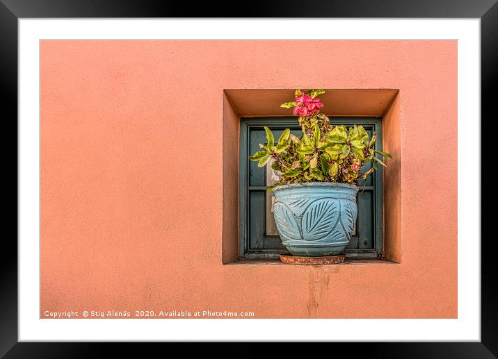 blue flower pot on an orange wall with a blooming  Framed Mounted Print by Stig Alenäs
