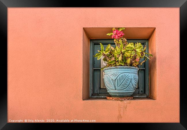 blue flower pot on an orange wall with a blooming  Framed Print by Stig Alenäs