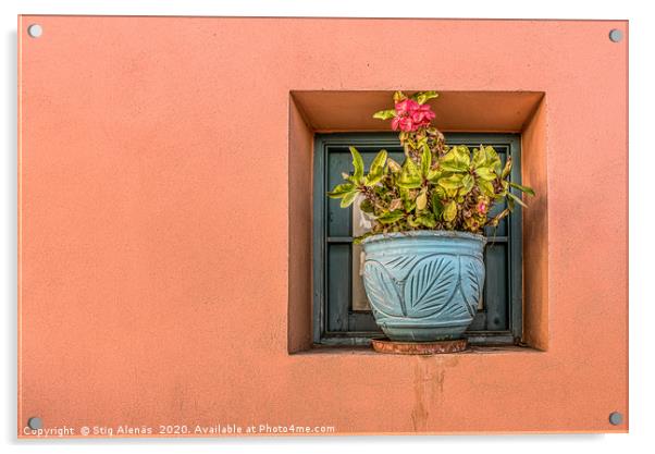blue flower pot on an orange wall with a blooming  Acrylic by Stig Alenäs