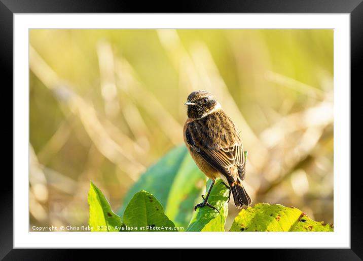 Male Stonechat portrait Framed Mounted Print by Chris Rabe
