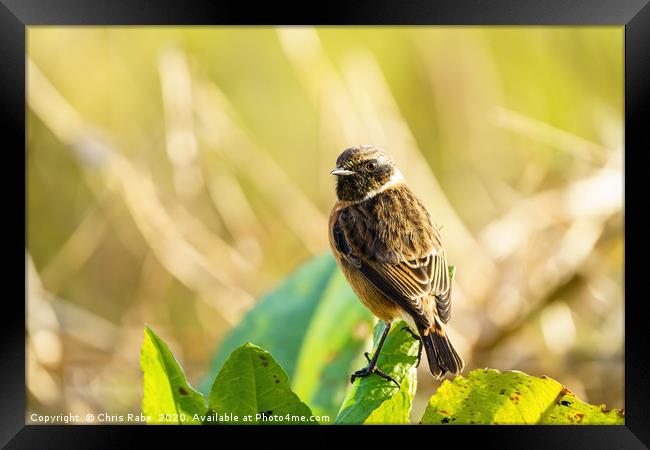 Male Stonechat portrait Framed Print by Chris Rabe
