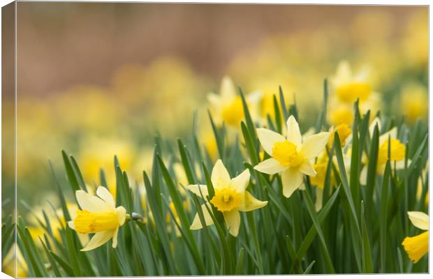 Hosts of Golden Daffodils Canvas Print by John Malley