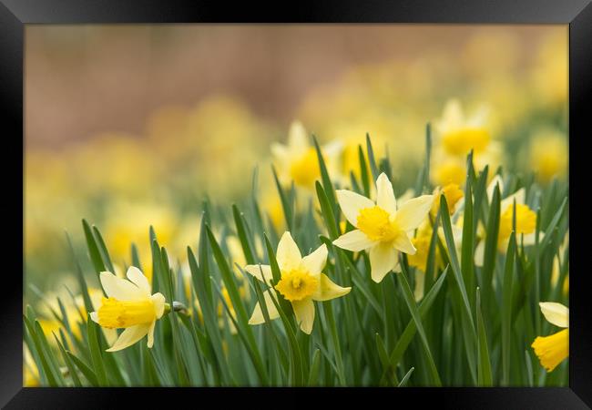 Hosts of Golden Daffodils Framed Print by John Malley