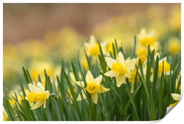 Hosts of Golden Daffodils Print by John Malley