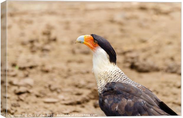 Crested Caracara portrait Canvas Print by Chris Rabe
