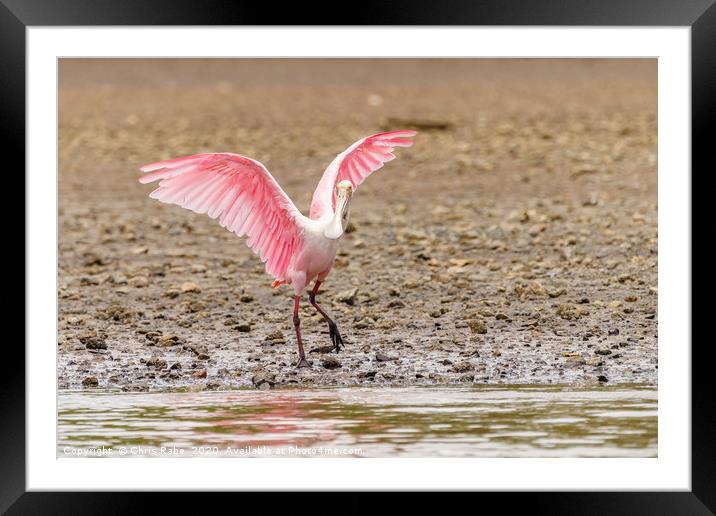 Roseate Spoonbill  Framed Mounted Print by Chris Rabe