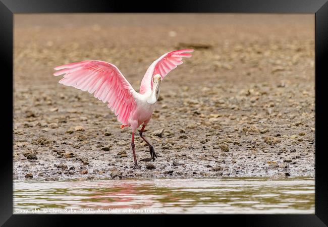 Roseate Spoonbill  Framed Print by Chris Rabe