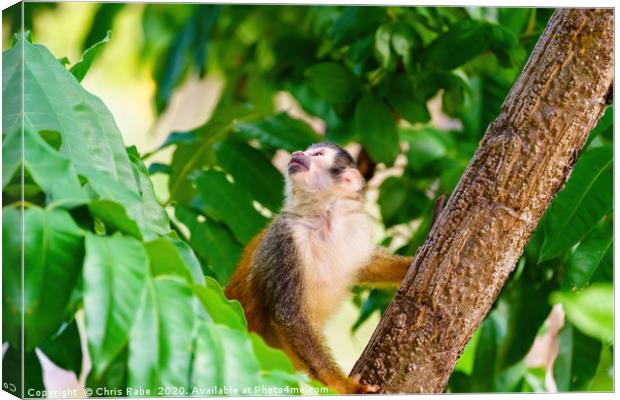 Common Squirrel Monkey  Canvas Print by Chris Rabe