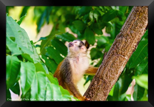 Common Squirrel Monkey  Framed Print by Chris Rabe