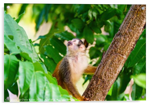 Common Squirrel Monkey  Acrylic by Chris Rabe