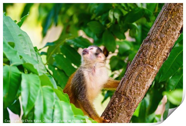 Common Squirrel Monkey  Print by Chris Rabe