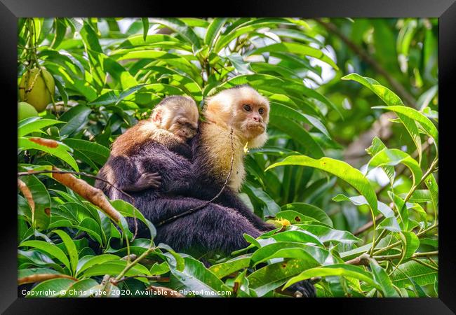 capuchin monkey with baby Framed Print by Chris Rabe