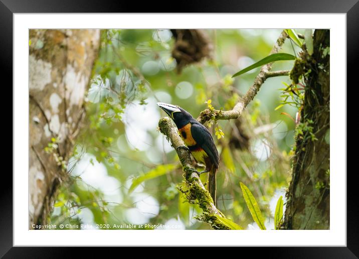 Collared Aracari  Framed Mounted Print by Chris Rabe