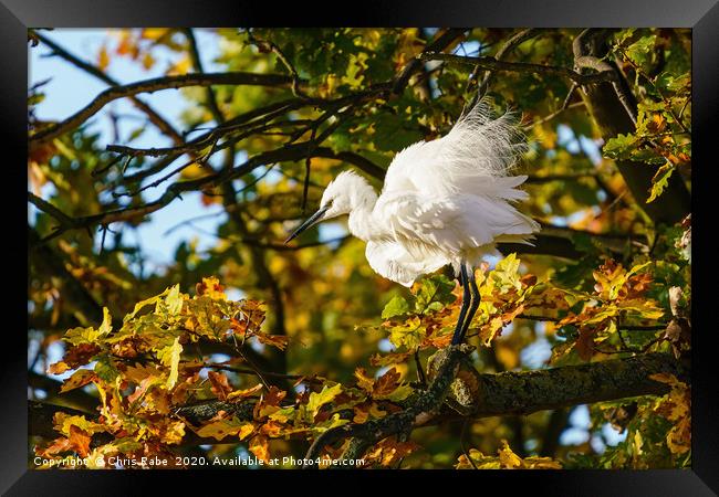 Ruffled Little Egret Framed Print by Chris Rabe