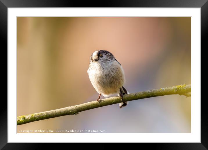 Long-tailed tit Framed Mounted Print by Chris Rabe