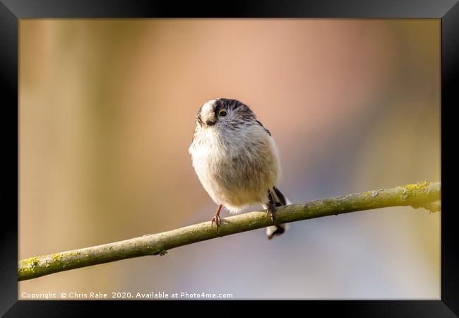 Long-tailed tit Framed Print by Chris Rabe
