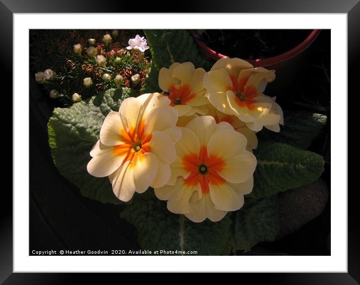 Primula Framed Mounted Print by Heather Goodwin