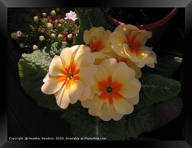 Primula Framed Print by Heather Goodwin