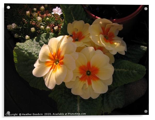 Primula Acrylic by Heather Goodwin