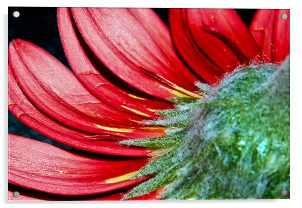 Red Gerbera Acrylic by Alice Gosling