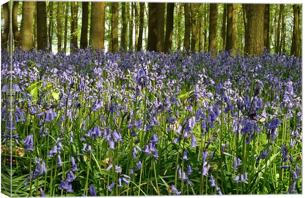 Dockey Wood Bluebells Canvas Print by graham young