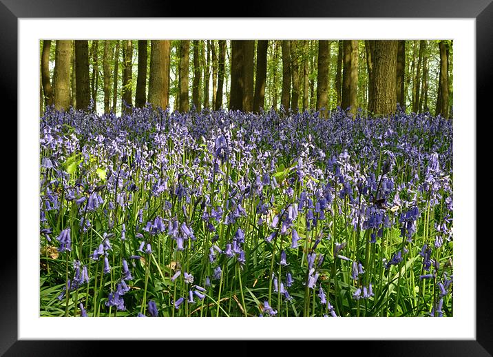 Dockey Wood Bluebells Framed Mounted Print by graham young
