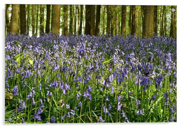 Dockey Wood Bluebells Acrylic by graham young